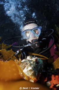 My diver model swam up this kelp wall and was confronted ... by Beat J Korner 